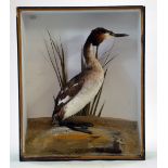 Taxidermy: An impressive display of a Great Crested Grebe (Podiceps cristatus) in a large early 20th