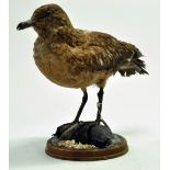 Taxidermy: A late 20th/early 21st century example of a Great Skua mounted on a plinth. Presented and
