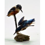 Taxidermy: A late 20th/early 21st century example of a two Kingfisher's (Alcedo atthis) mounted on a