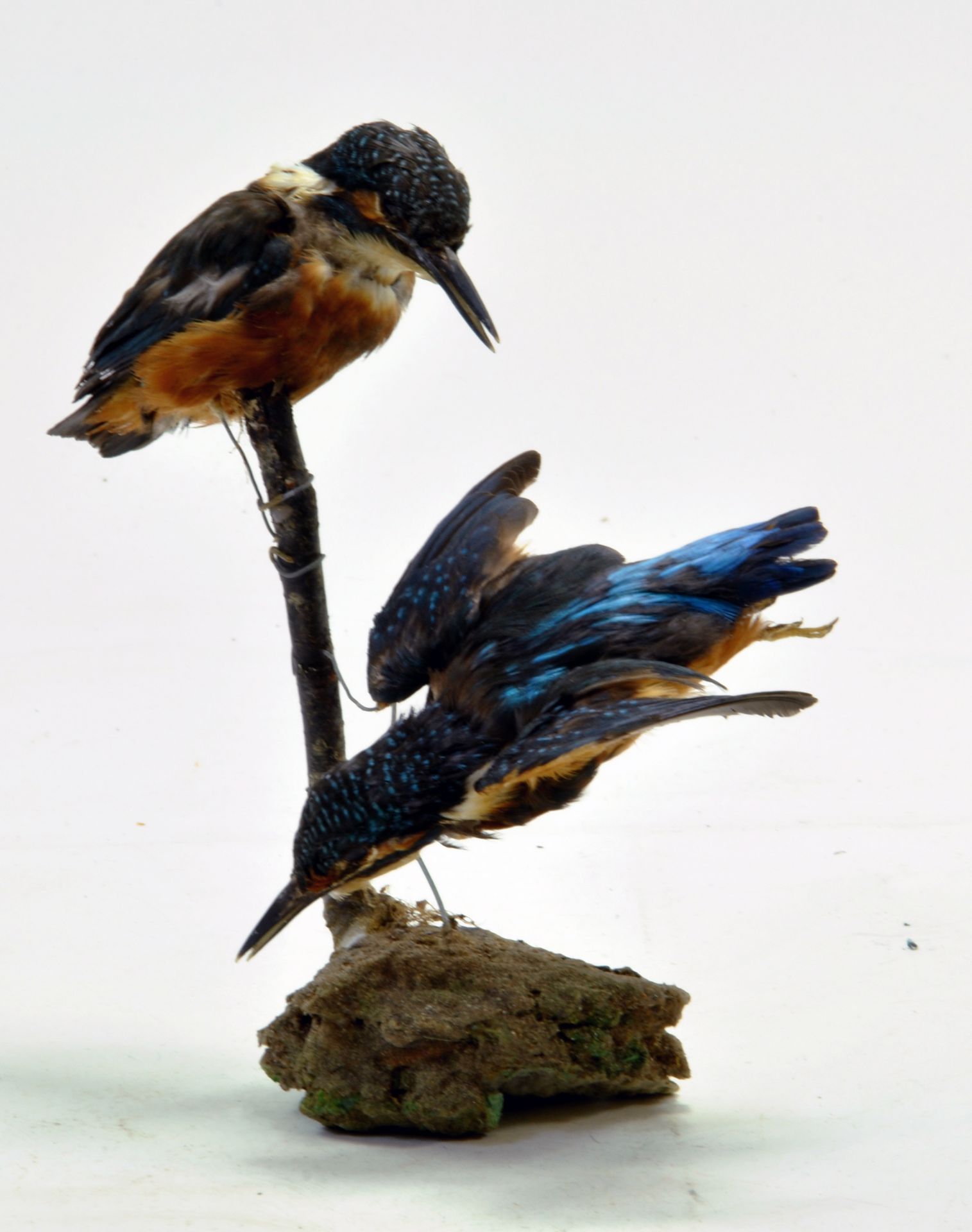 Taxidermy: A late 20th/early 21st century example of a two Kingfisher's (Alcedo atthis) mounted on a