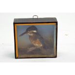 Taxidermy: An early 20th century example of a Kingfisher (Alcedo atthis) in Wooden Display Cabinet.