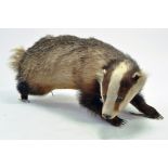 Taxidermy: An early 21st century example of a Badger, unmounted. Presented and studied by local