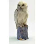 Taxidermy: An unusual early example of a Snowy Owl (Bubo scandiacus) mounted on log base. No