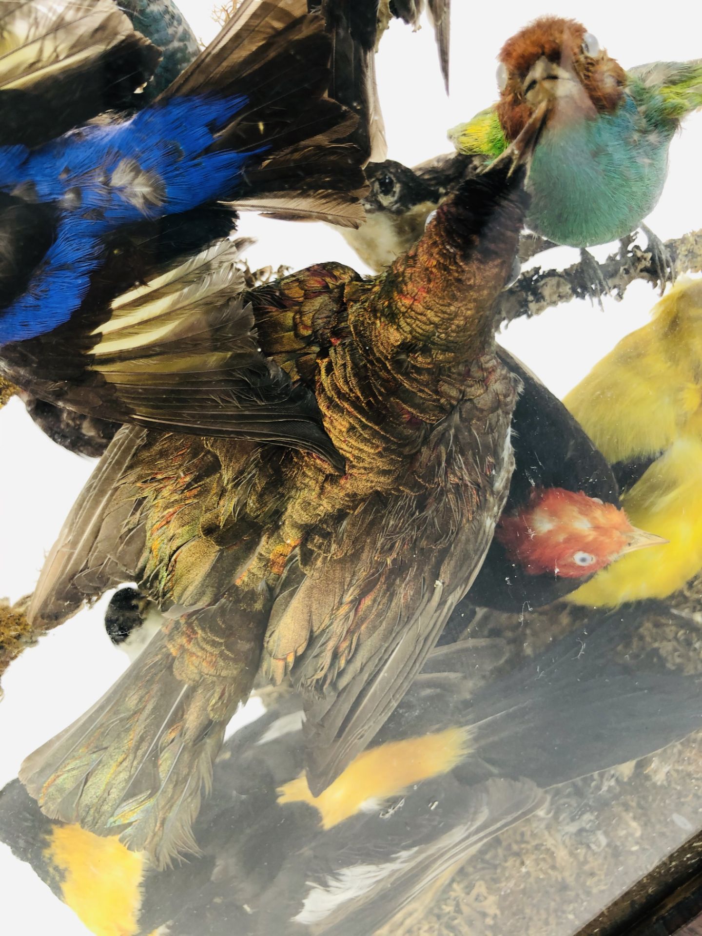 Taxidermy: An early 20th century example of an impressive display of exotic birds mounted within a - Image 7 of 13