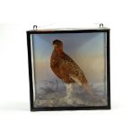 Taxidermy: An early 20th century example of a Red Grouse (Lagopus lagopus) in Wooden Display