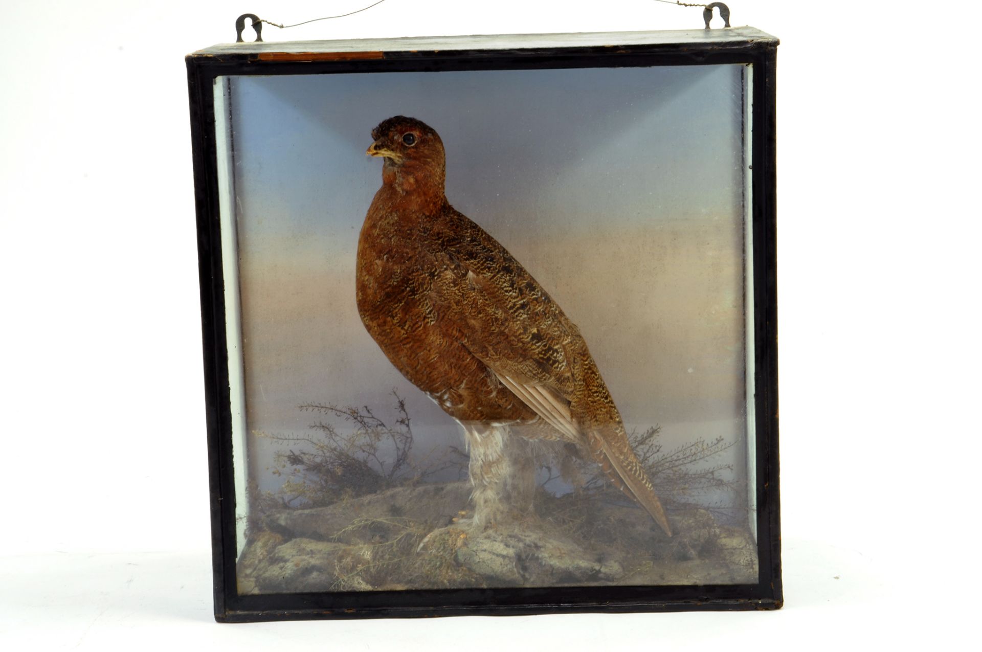 Taxidermy: An early 20th century example of a Red Grouse (Lagopus lagopus) in Wooden Display