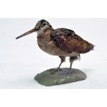 Taxidermy: An early 21st century example of a Woodcock (Scolopax rusticola), mounted on a Rock based