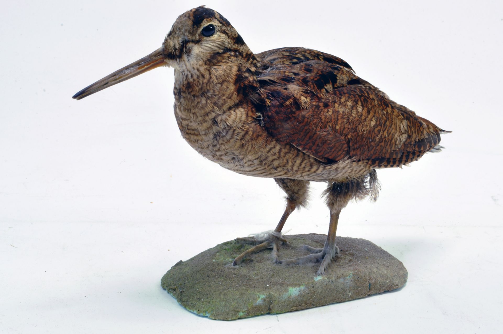 Taxidermy: An early 21st century example of a Woodcock (Scolopax rusticola), mounted on a Rock based