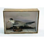 Taxidermy: An early 20th century example of a Little Tern (Sternula albifrons) in Wooden Display