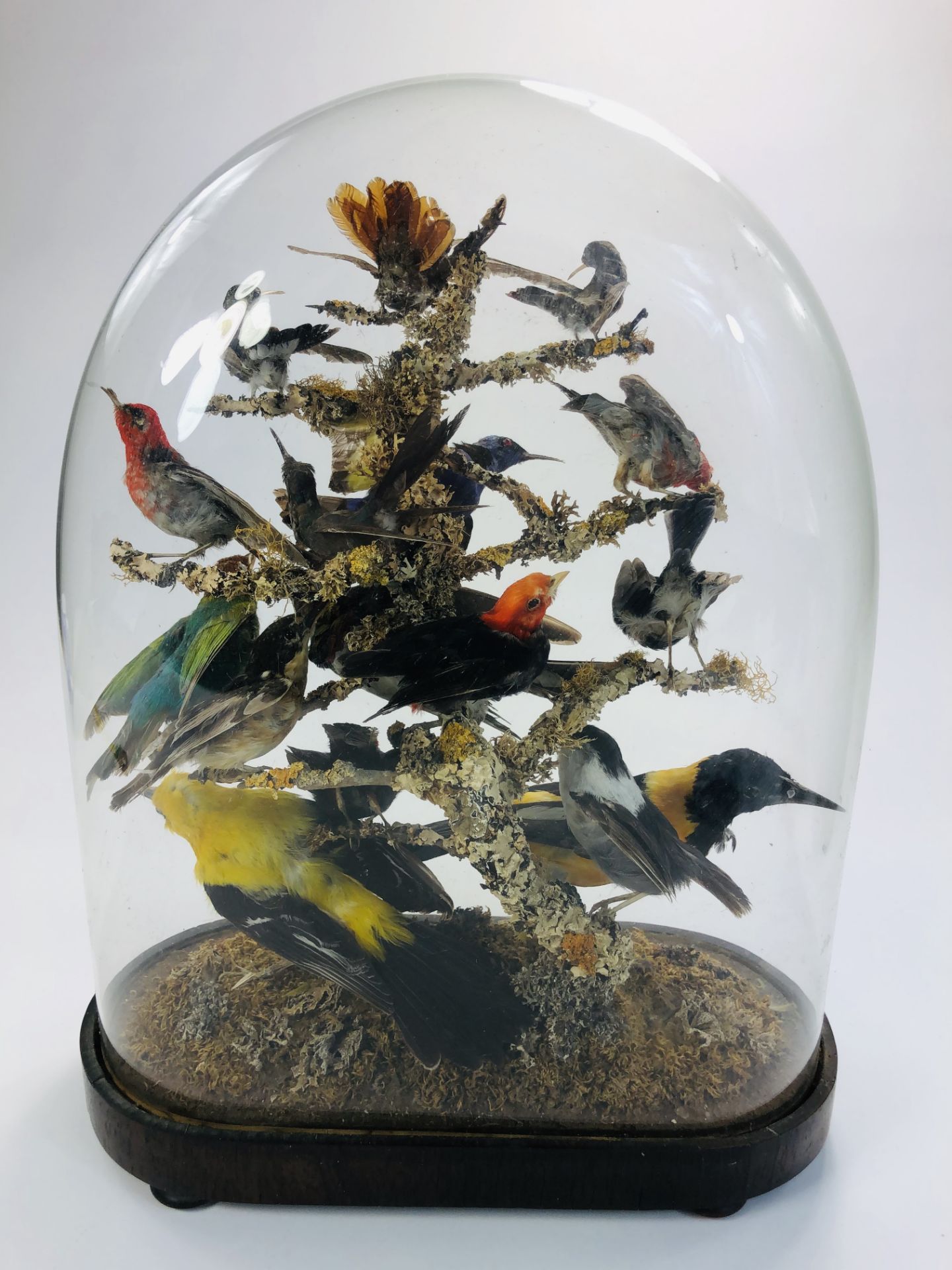 Taxidermy: An early 20th century example of an impressive display of exotic birds mounted within a - Image 13 of 13