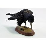 Taxidermy: An early 21st century example of a Rook (Corvus frugilegus) mounted on a scenic plinth.