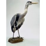 Taxidermy: A late 20th / early 21st century example of a Heron (Ardea cinerea) mounted on a