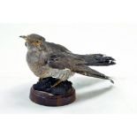 Taxidermy: An early 21st century example of a Cuckoo (Cuculus canorus), mounted on a Rock based