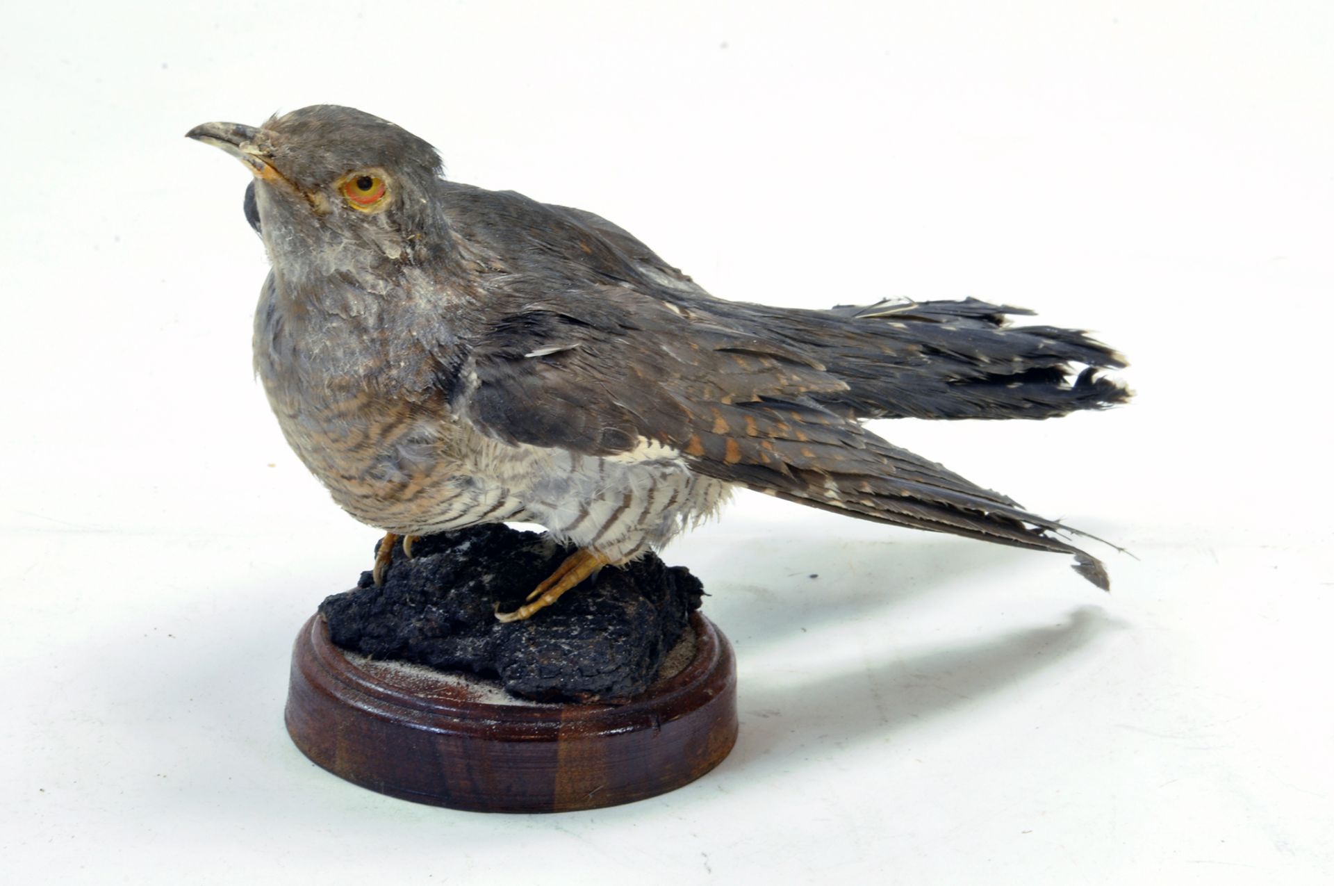 Taxidermy: An early 21st century example of a Cuckoo (Cuculus canorus), mounted on a Rock based