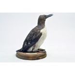 Taxidermy: An early 21st century example of a Guillemot (Uria aalge) mounted on a wooden based