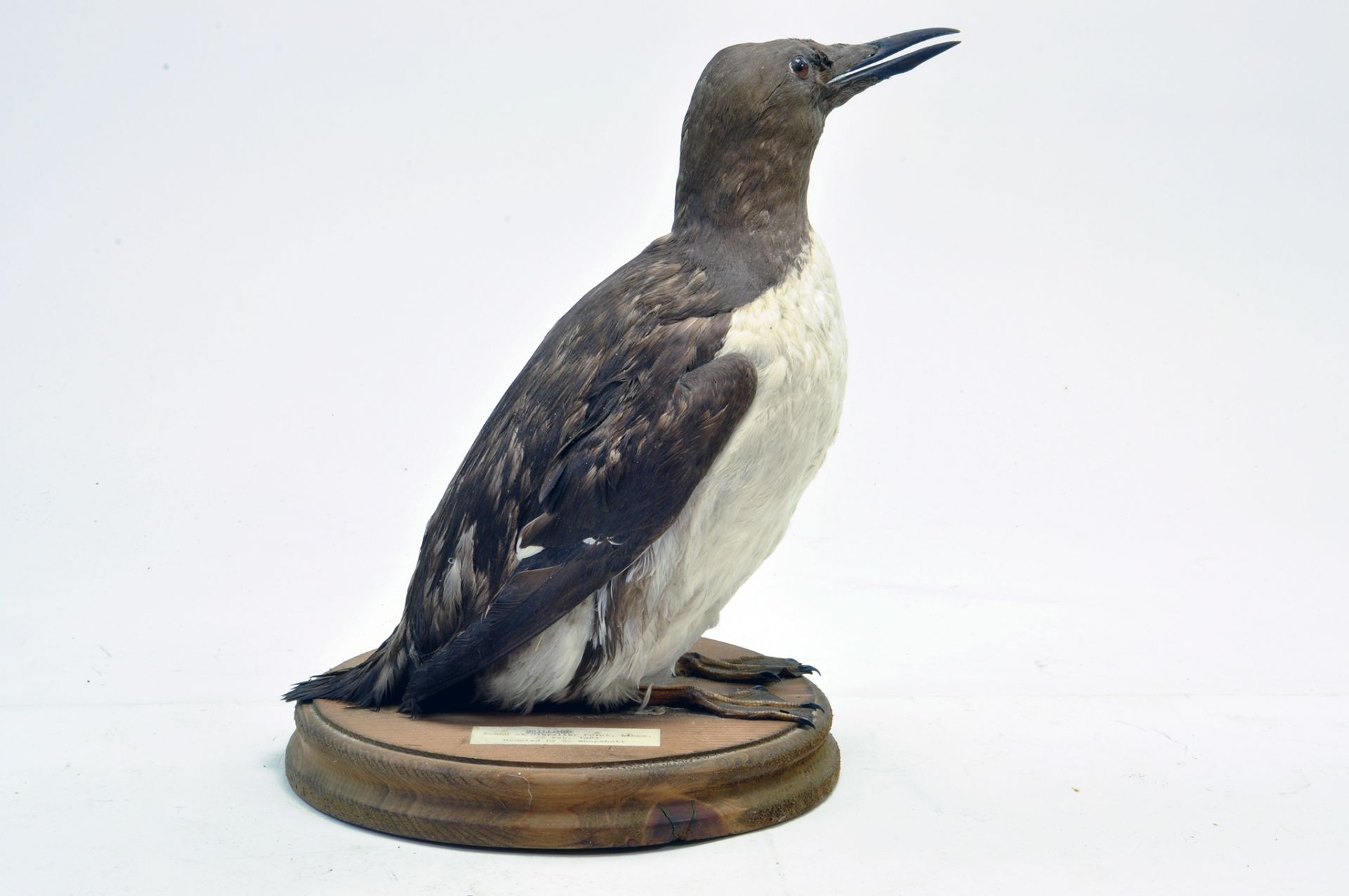 Taxidermy: An early 21st century example of a Guillemot (Uria aalge) mounted on a wooden based