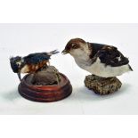 Taxidermy: An early 21st century example of a Kingfisher (Alcedo atthis) and Dipper (Cinclus