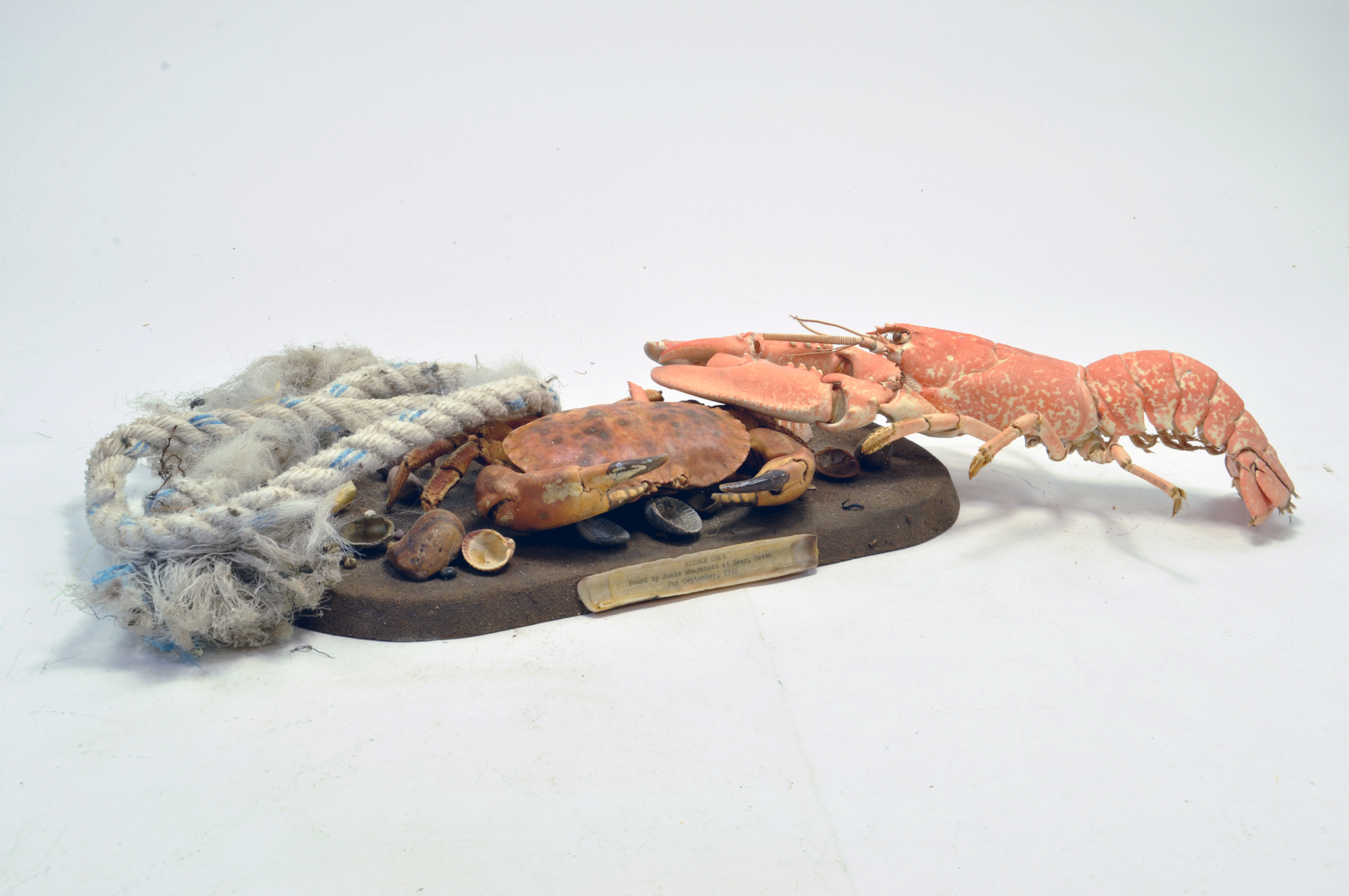 Taxidermy: An early 21st century example of an unmounted Lobster and mounted Crab on scenic