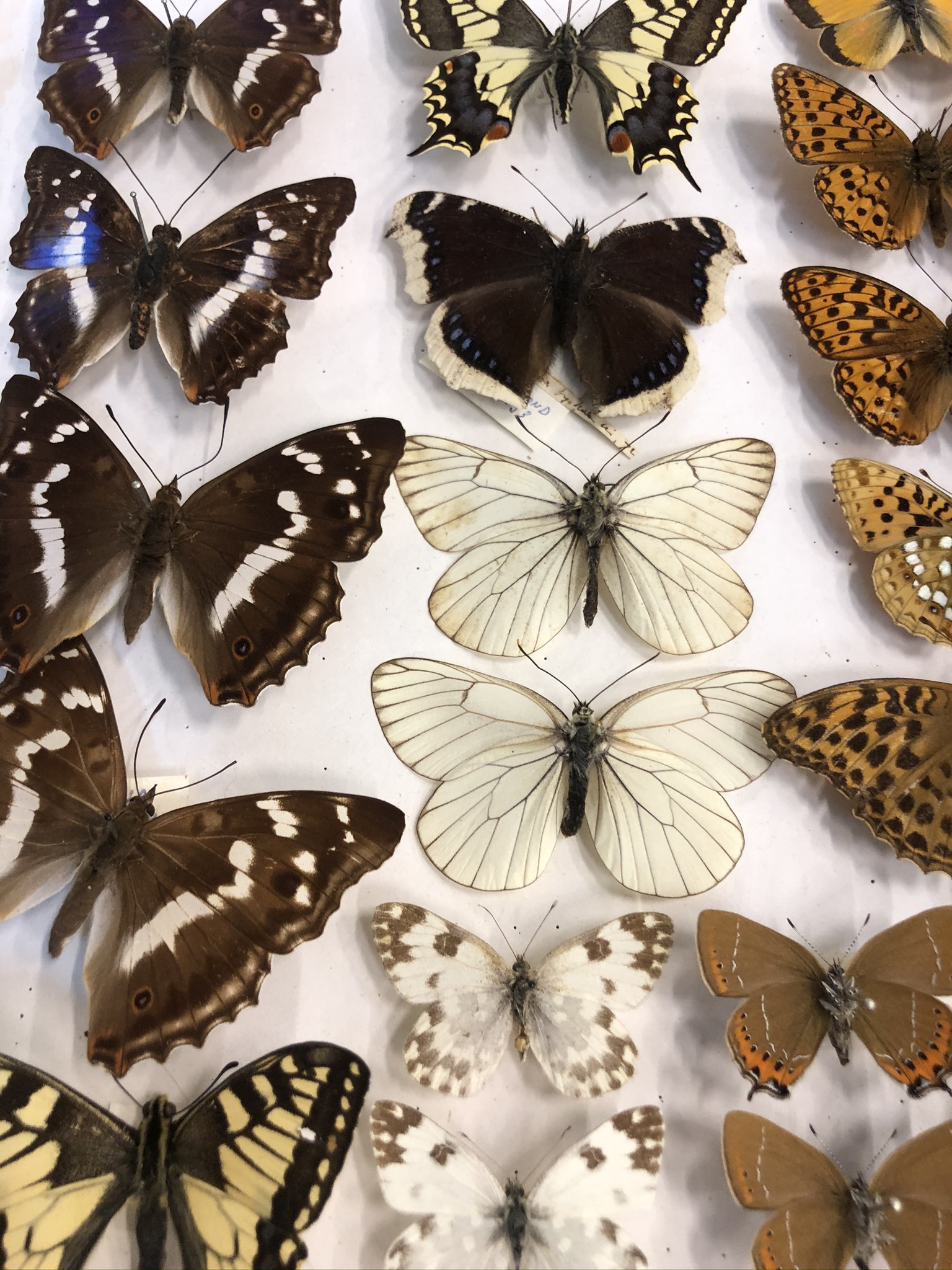 Taxidermy An impressive (watkins) cased display of mounted rare or