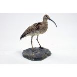 Taxidermy: An early 21st century example of an Curlew (Numenius arquata) mounted on a scenic plinth.