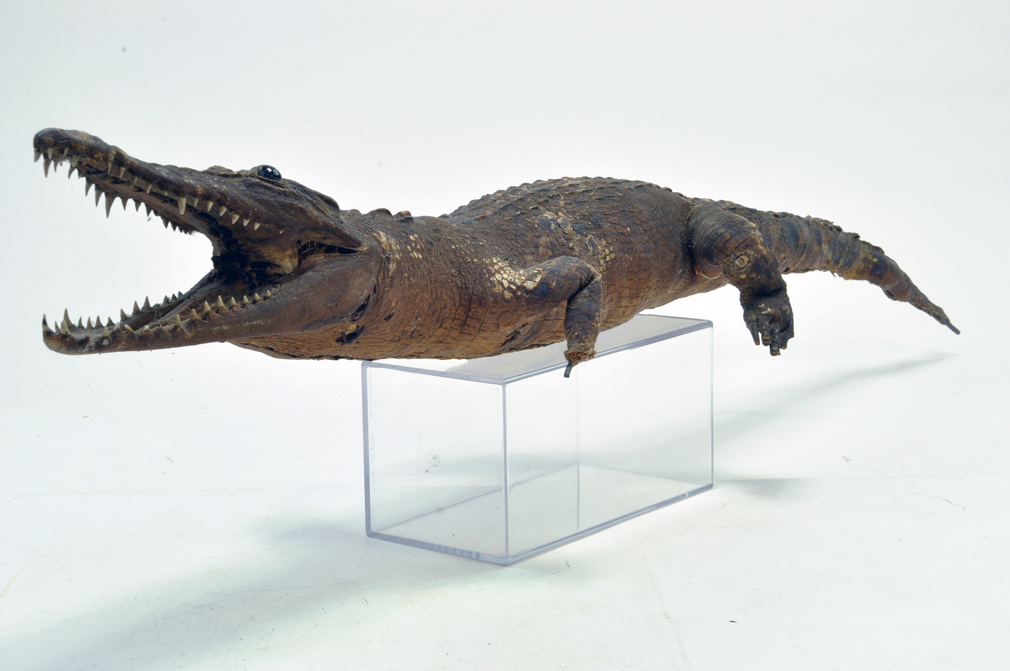 Taxidermy: An early 20th Century example of an Alligator. Missing Foot. Measures 1.05 M Long from