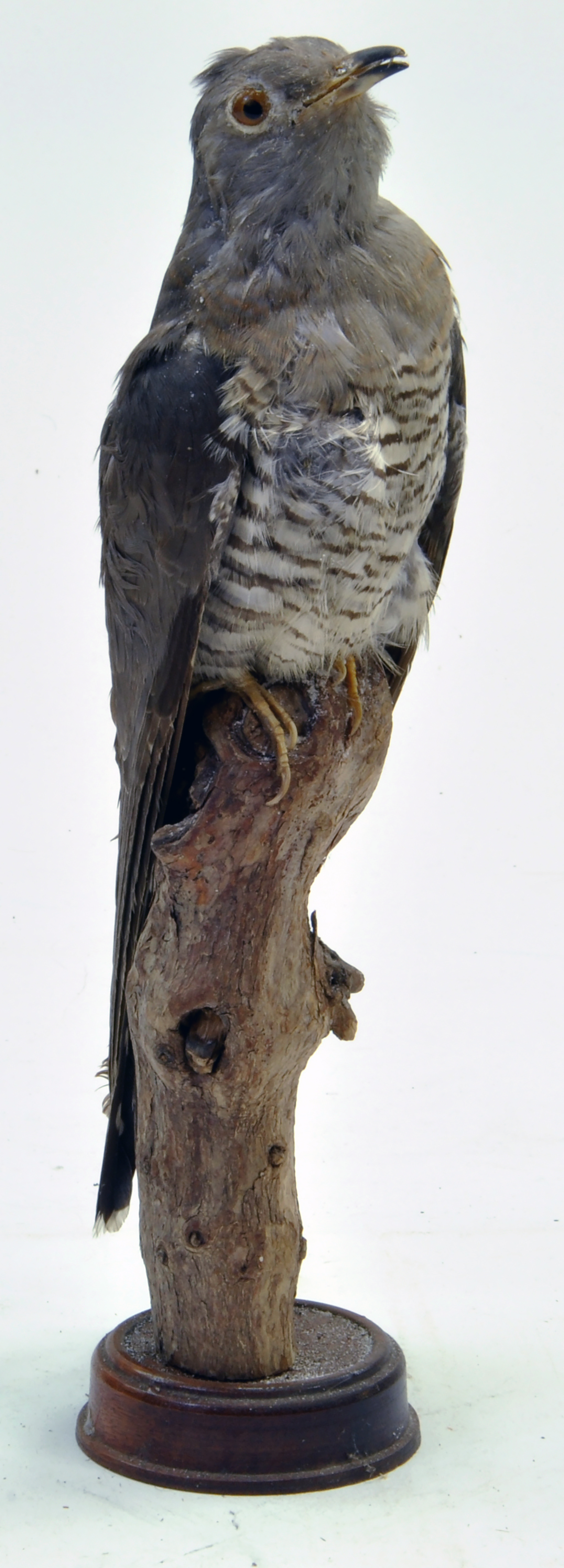 Taxidermy: An early 21st century example of a Nightjar (Caprimulgus europaeus), mounted on a log