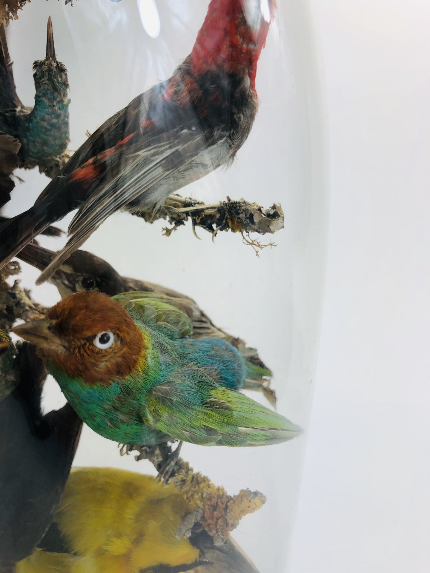 Taxidermy: An early 20th century example of an impressive display of exotic birds mounted within a - Image 4 of 13