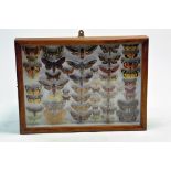 Taxidermy: An impressive wooden glass display of mounted moths, suggsted early 20th century.