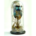A victorian or early 1900's taxidermy study of an exotic bird, mounted within a glass globe. Superb.