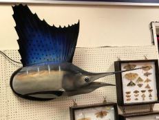 A mounted Sailfish with original fish beak and jaw (remainder fibreglass replica)