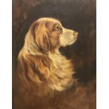 HAMILTON CHAPMAN "Spaniel head", oil on canvas, signed and dated 1901 lower right,