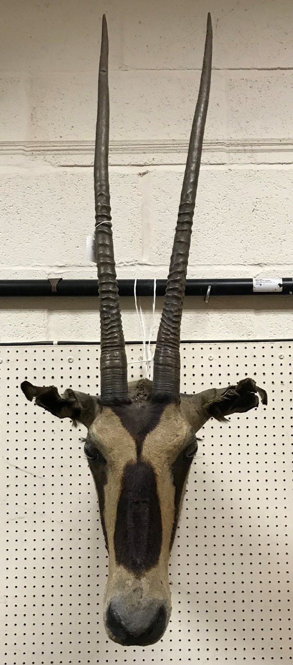 A taxidermy stuffed and mounted Oryx head mount with horns attributed to Rowland Ward,