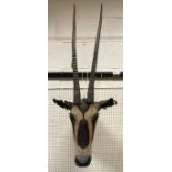 A taxidermy stuffed and mounted Oryx head mount with horns attributed to Rowland Ward,