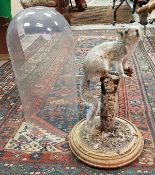 A taxidermy stuffed and mounted Grey Squirrel in naturalistic setting upon a mossy stump,