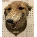 A taxidermy stuffed and mounted Fox mask by Peter Spicer & Sons on an oak shield shaped plaque,