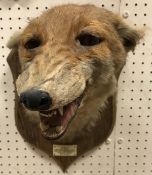 A taxidermy stuffed and mounted Fox mask by Peter Spicer & Sons on an oak shield shaped plaque,