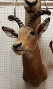 A taxidermy stuffed and mounted Impala head and shoulder mount