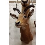 A taxidermy stuffed and mounted Impala head and shoulder mount