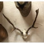 Three pairs of various Deer antlers