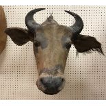A taxidermy stuffed and mounted Forest Buffalo head mount with horns by Rowland Ward,