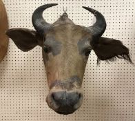 A taxidermy stuffed and mounted Forest Buffalo head mount with horns by Rowland Ward,