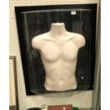 A framed and perspex glazed model of a male torso