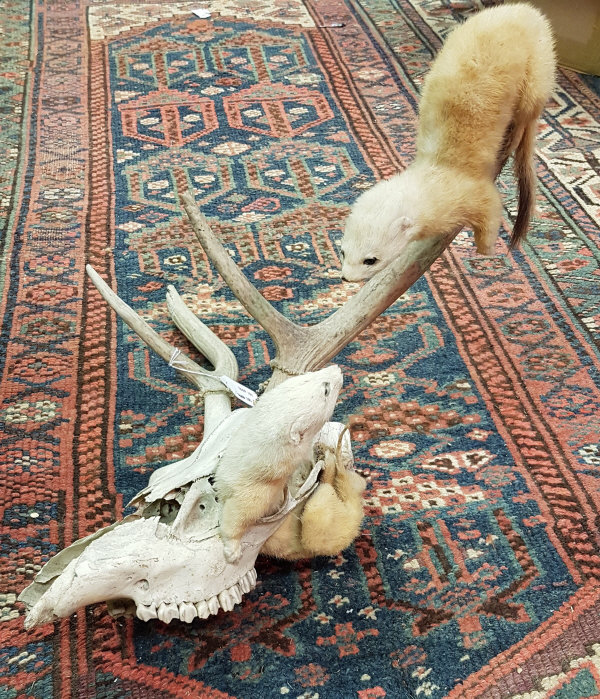 A taxidermy stuffed and mounted pair of Stoat in ermine on a Red Deer skull (believed to have been