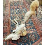 A taxidermy stuffed and mounted pair of Stoat in ermine on a Red Deer skull (believed to have been