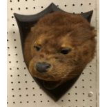 A taxidermy stuffed and mounted Otter mask by Peter Spicer on shield shaped mount, No'd.