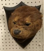 A taxidermy stuffed and mounted Otter mask by Peter Spicer on shield shaped mount, No'd.