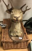 A taxidermy stuffed and mounted Stag's head,