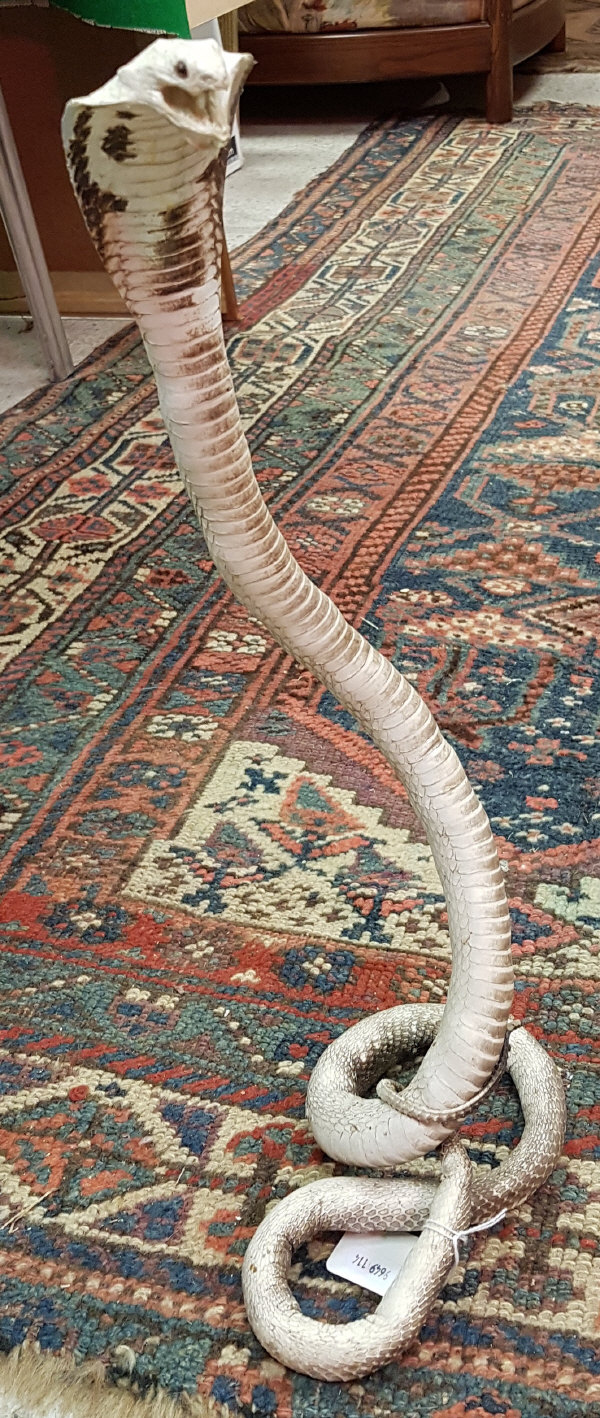 A taxidermy stuffed and mounted Egyptian Cobra in naturalistic setting upon its tail