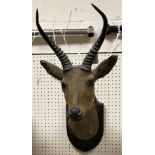 A taxidermy stuffed and mounted Reed Buck by Edward Gerrard & Sons of London,