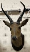 A taxidermy stuffed and mounted Reed Buck by Edward Gerrard & Sons of London,